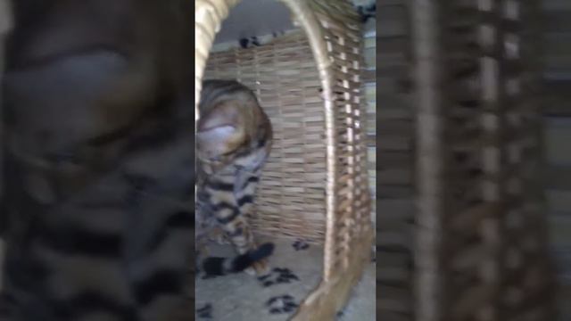 Бенгальская девочка (5 месяцев)