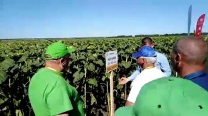 Гибрид подсолнечника НСХ 6006 SEEDECO semences