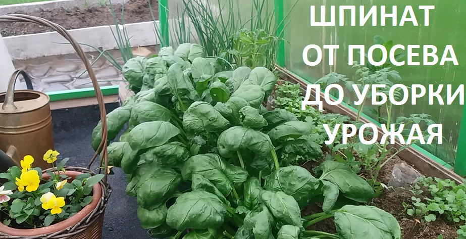 Шпинат от А до Я в природном земледелии. смотреть онлайн