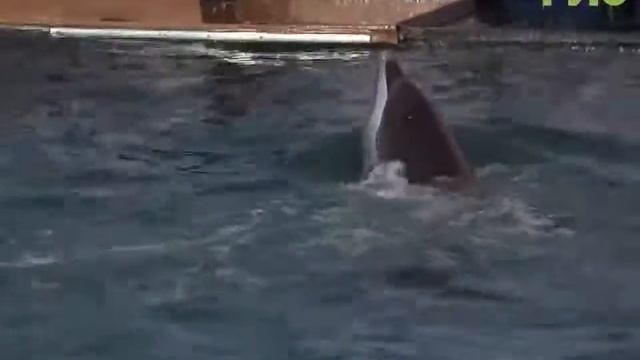 Морские обитатели. Благотворительную акцию для детей провели в передвижном дельфинарии смотреть онлайн