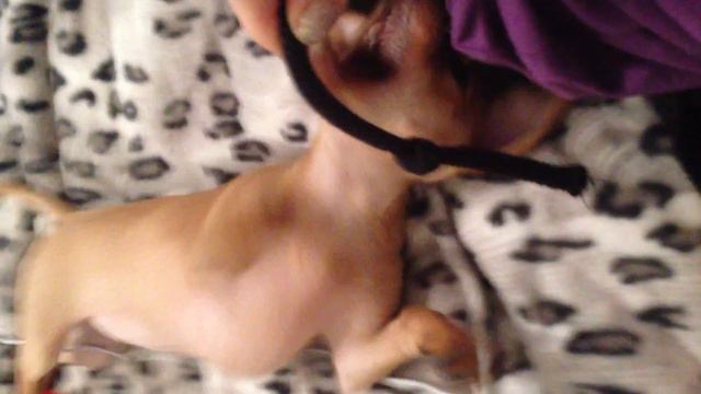 Что еще для счастья надо...кусочек веревочки) Милый щенок) веревочка вместо соски) funny puppy смотреть онлайн