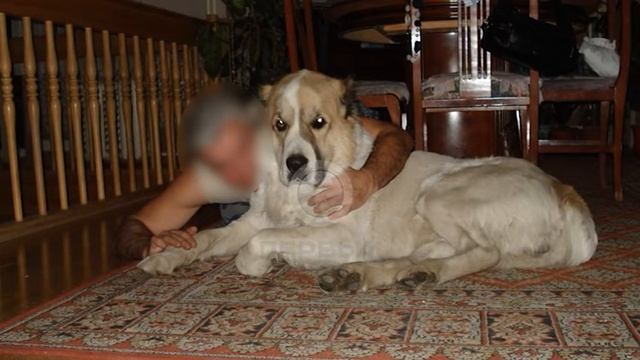 В Благовещенске, в поселке Плодопитомник обнаружили тела трех местных жителей. смотреть онлайн