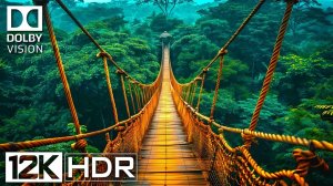 Лучшие кадры 12K HDR 120FPS Dolby Vision Которые вы когда-либо видели