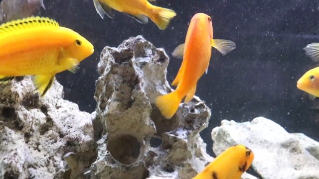 Red Zebra Cichlid Breeding and Care смотреть онлайн