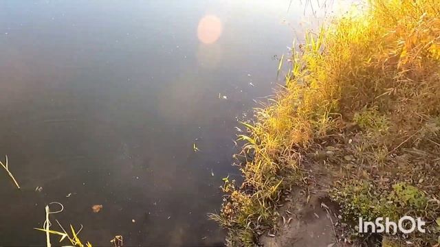 Классная осенняя рыбалка кастинговой сеткой с большим кольцом????? смотреть онлайн