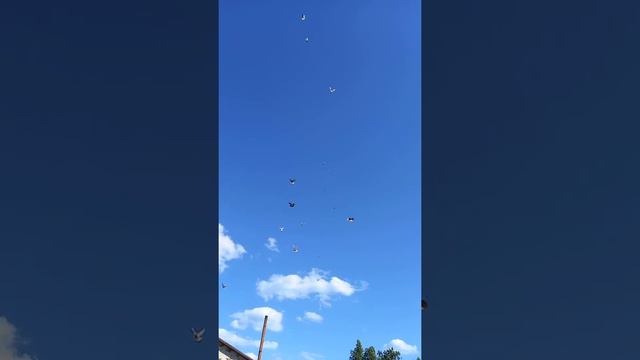 Полёты при сильном ветре. Николаевские голуби Виталия Лученко . 10.05.2021 смотреть онлайн