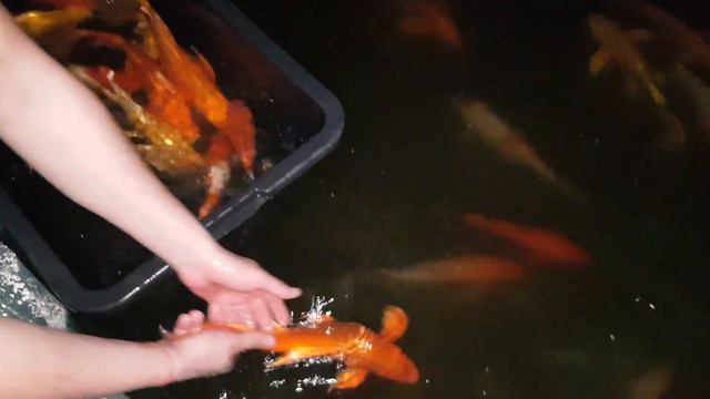 Карпы Кои от 25 см наличие 2019 год смотреть онлайн