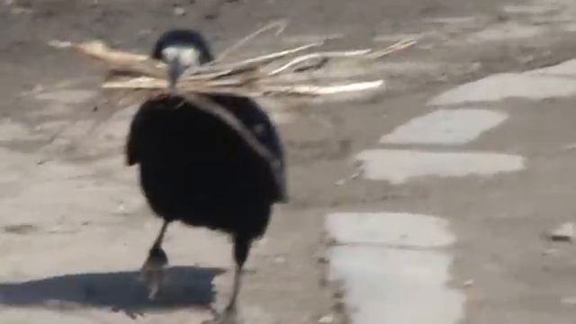 Грач собирает веточки. Roor and rooks are in a pair. смотреть онлайн