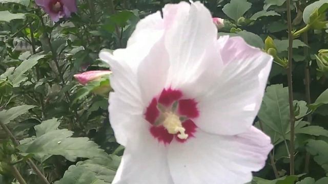 ГИБИСКУС СИРИЙСКИЙ белый и сиреневый ЦВЕТЕНИЕ В АВГУСТЕ. КРАСОТА смотреть онлайн