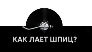 Как лает шпиц? ? Звук лающего шпица и какие звуки издает шпиц