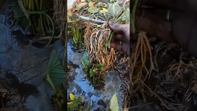 Полуниця Альба. Продаю 500 кущів, дуже мощна смотреть онлайн