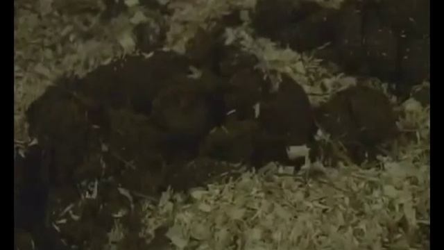 Живой дом  Уход за лошадью