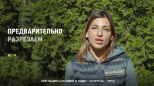 Как посадить сосну горную? Как правильно посадить горную сосну на участке?