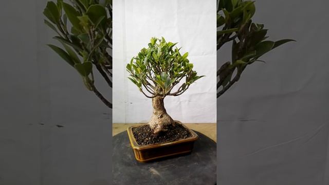 Bonsai Ficus Microcarpa 13.593 смотреть онлайн