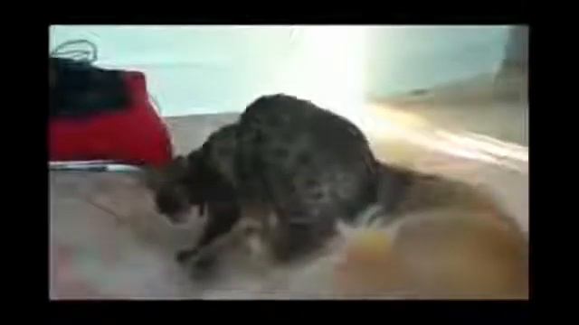 Милые смешные животные ! смотреть онлайн