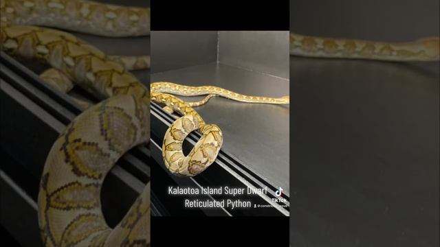 Kalaotoa Island Super Dwarf Reticulated Python смотреть онлайн