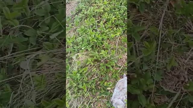 КАК ЗАГАЖИВАЮТ ПРИРОДУ В АКМОЛИНСКОЙ ОБЛАСТИ смотреть онлайн