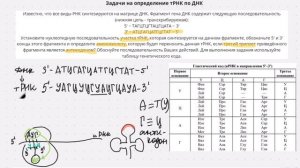 Задачи на биосинтез белка: синтез тРНК по ДНК (задание 28 ЕГЭ по биологии)
