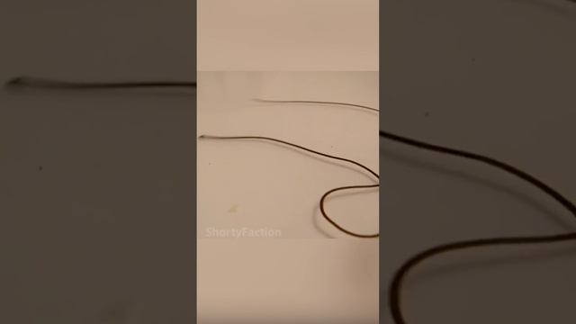 Чужой в мире насекомых смотреть онлайн