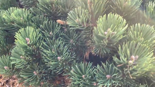 Pinus Mugo ' Sherwood Compact ' Dwarf Mugo Pine  March 12, 2020