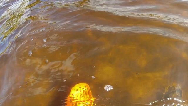 Metal Detecting UNDERWATER - Searching a Beach For Lost Items смотреть онлайн