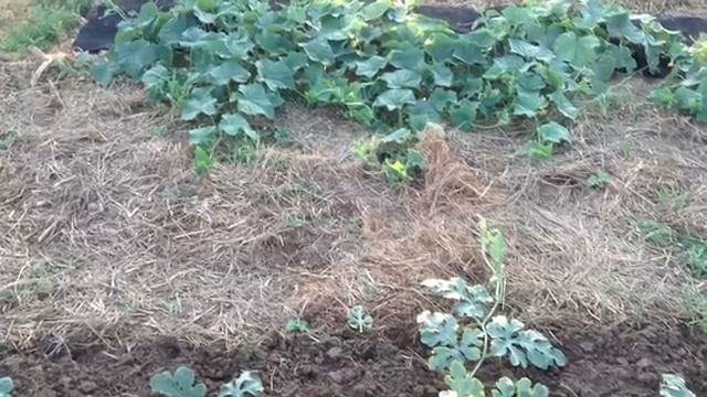 Мучнистая роса на огурцах, кабачках, арбузах и дынях. Меры борьбы.mp4 смотреть онлайн
