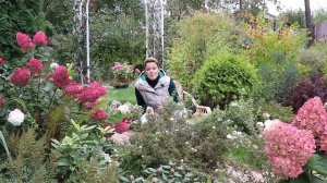 Мой опыт выращивания метельчатых гортензий в Подмосковье.