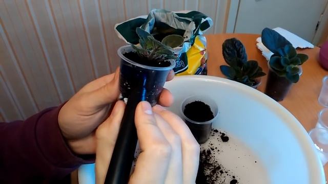 Отделяем и пересаживаем детки фиалок! Мастер класс! смотреть онлайн