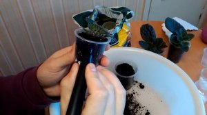 Отделяем и  пересаживаем  детки фиалок! Мастер класс!