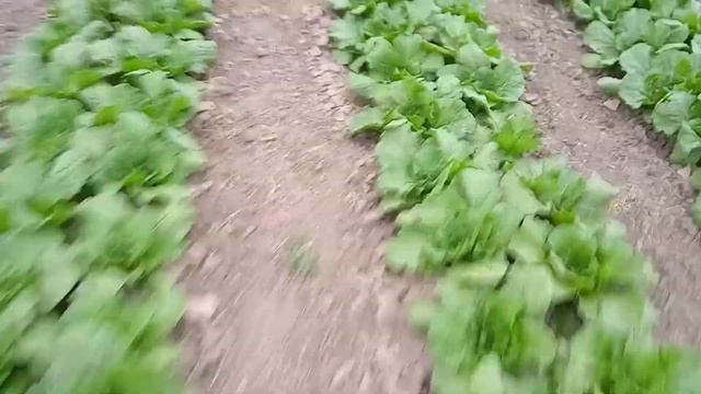 Пекинская капуста Эндуро 2021 смотреть онлайн