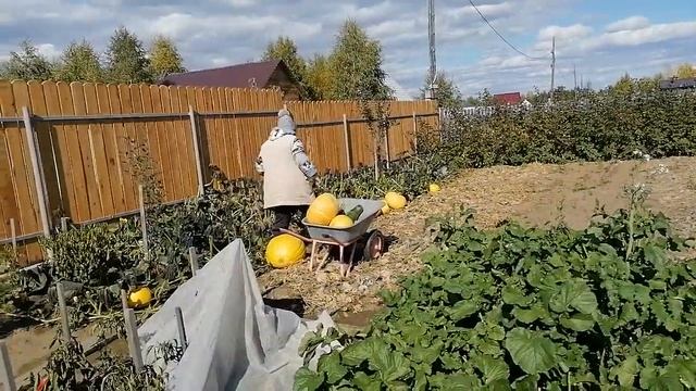 Осенний урожай ! смотреть онлайн