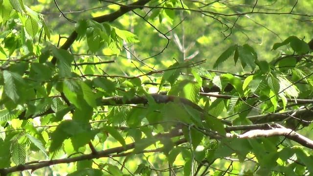 17_04_2016_Пение щегла.mp4 смотреть онлайн