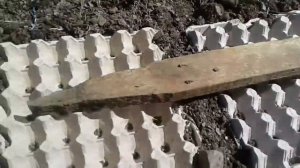 Эксперимент! Посадка моркови в яичные лотки.