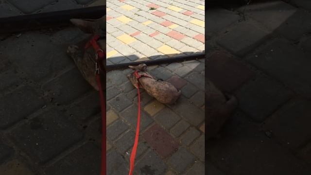 Кошка первый раз вышла на улицу. Сфинкс гуляет. смотреть онлайн