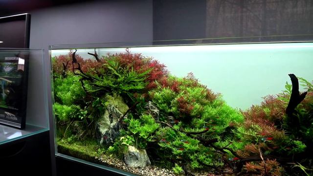 Takayuki Fukada - Mistrz Akwarystyki Roślinnej Zakłada Akwarium W Green Aqua!