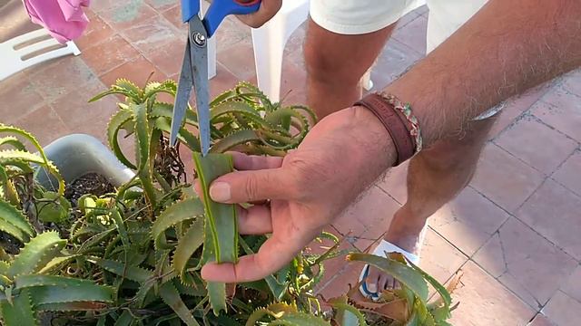 Aloe vera смотреть онлайн