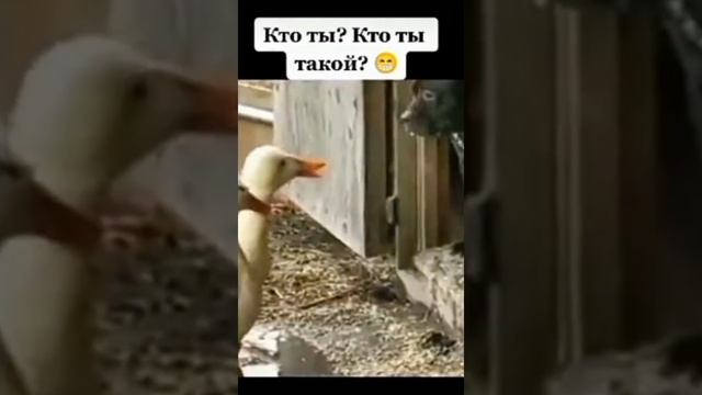 самое душевное видео которое только можно найти смотреть онлайн