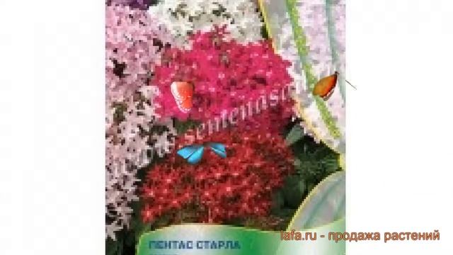 Пентас обыкновенный Пентас Старла Микс ? обзор: как сажать, семена пентаса Пентас Старла Микс смотреть онлайн