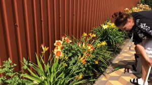 Лилейники в саду, как добиться пышного цветения все лето?