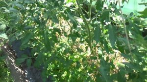 Индетерминантные и детерминантные томаты в теплице.