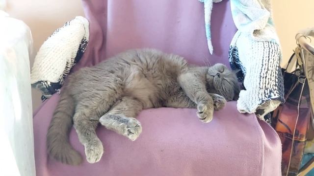 Вот он - самый МИЛЫЙ британский кот - зевака умывака. Ми-ми-мишный котик смотреть онлайн
