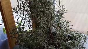 Розмарин.  Ответы на вопросы, результаты зимнего черенкования