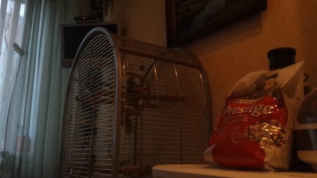 Александрийский попугай разговор. смотреть онлайн