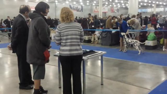 Далматины. Евразия-2 - 2015.(9)