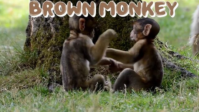 Learn Colors and Animals Names with Boxes of Animal Toys. Learning Names for Kids смотреть онлайн