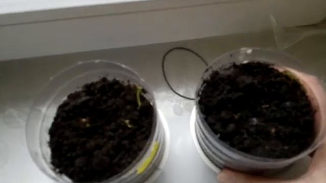 Почему семена перца не взошли? Что делать если рассада плохо растет? смотреть онлайн