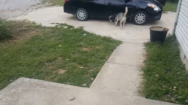 Pitbull protects kitten смотреть онлайн