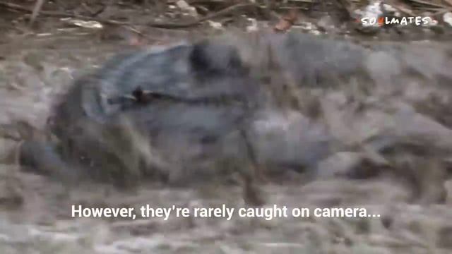 Burmese python vs. American alligator смотреть онлайн