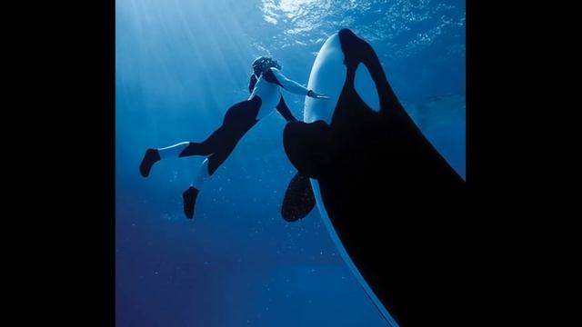 Вот почему косатки НЕ едят людей...