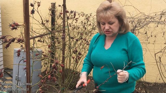 СРОЧНО! Плетистая роза - обрезка весной,если перезимовали смотреть онлайн